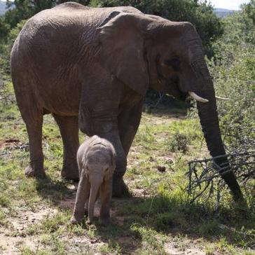 A Month In Pictures - What Happened At Shamwari Throughout October?
