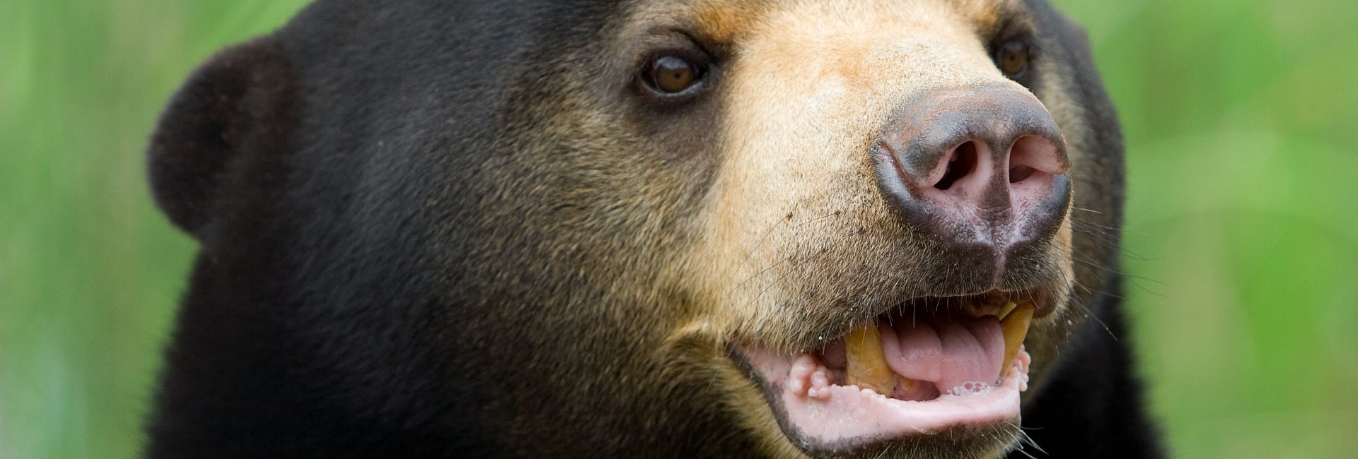 An Update From Samboja - The New Sun Bear Enrichment Area Is Open For Business!