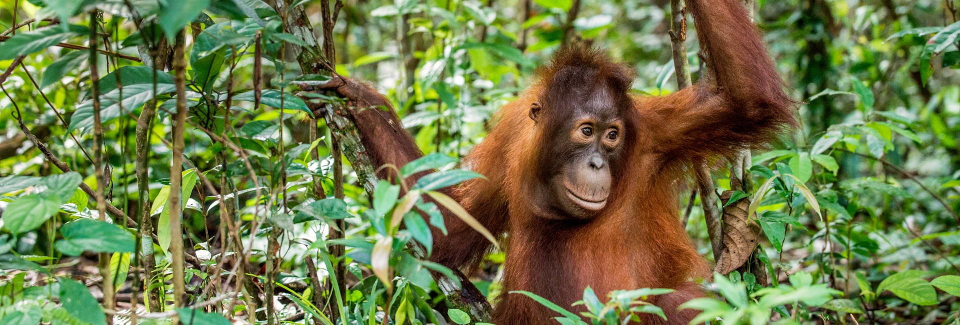 An Update From Samboja Lestari - 6 More Orangutans Released Into The Wild!