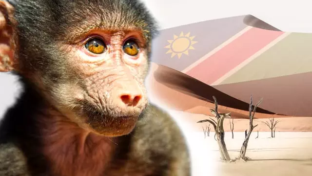 Volunteer in Namibia with The Great Projects