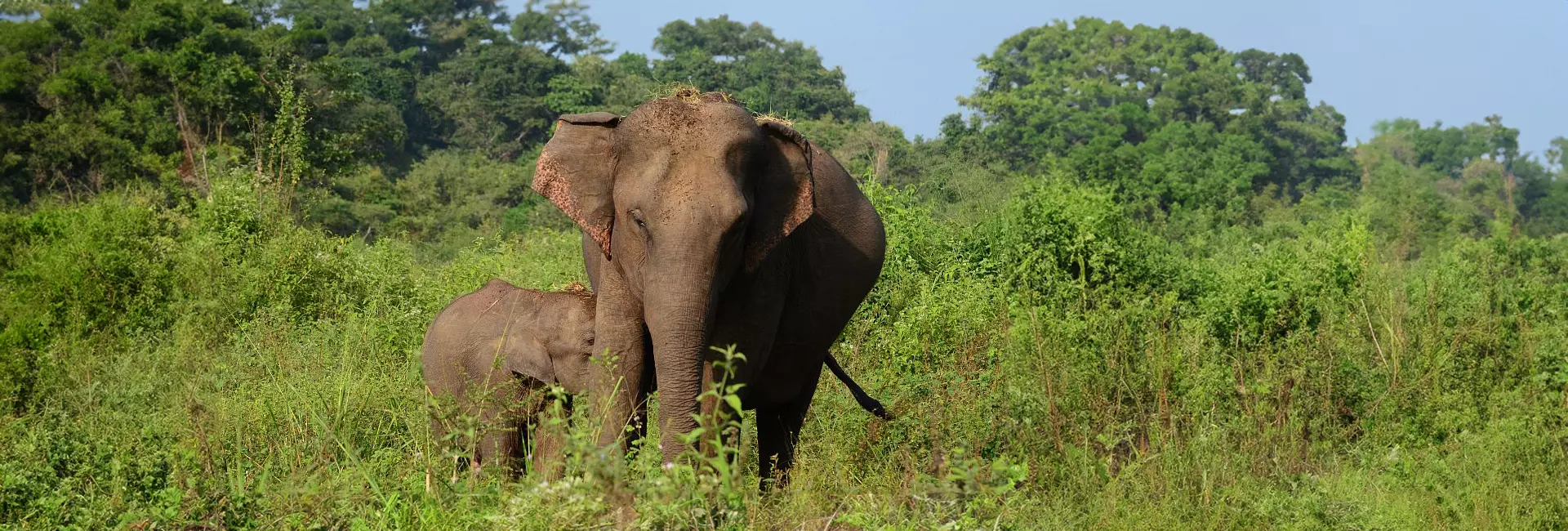 All About Elephants – 5 Nelly Updates from 5 Different Projects!