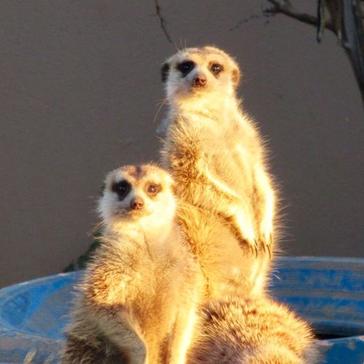 "Truly Magical!" - Read A Volunteer Review As Gaynor Reflects On Her Time At The Namibia Wildlife Sanctuary 