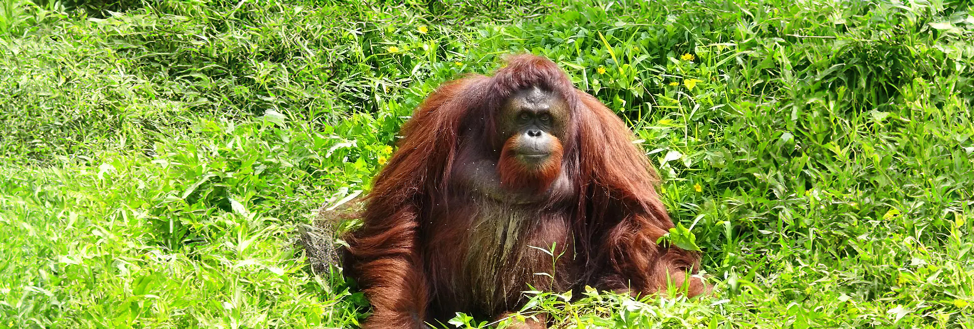 "It was like being part of a live wildlife documentary!" - See what Deborah had to say about being able to watch Romeo the orangutans release! 