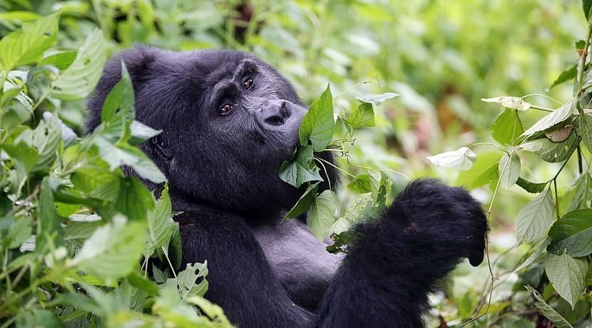 Have Gorilla Tours Been A Lifelong Dream?