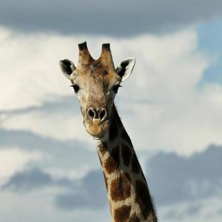 The Botswana Conservation Project