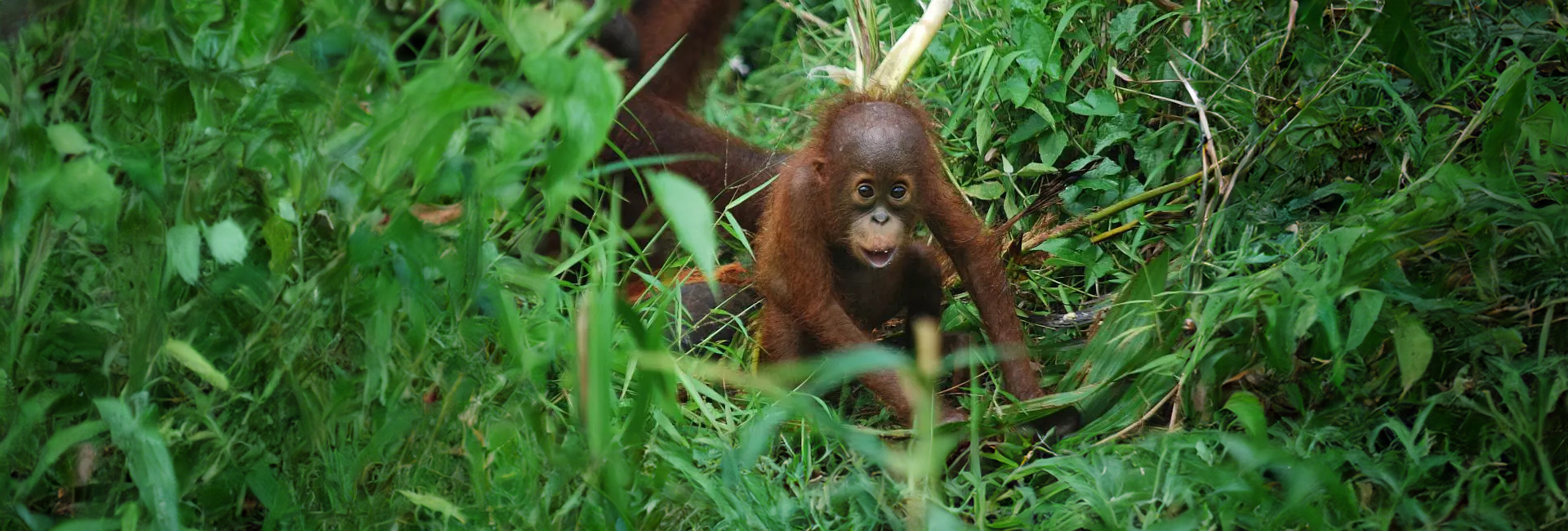 Orangutan Awareness Week 2017 - A Volunteer Poem To Celebrate The Team At Samboja!