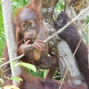 In Kate's Words... - An Update From Samboja Lestari