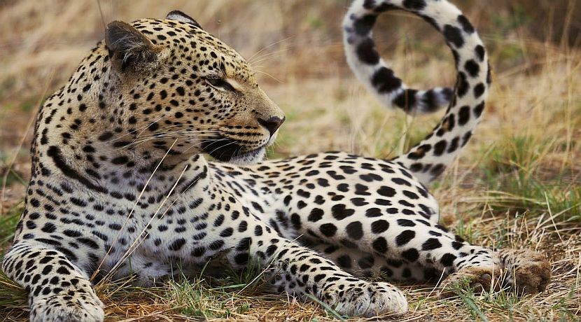 Big Cat Conservation Efforts