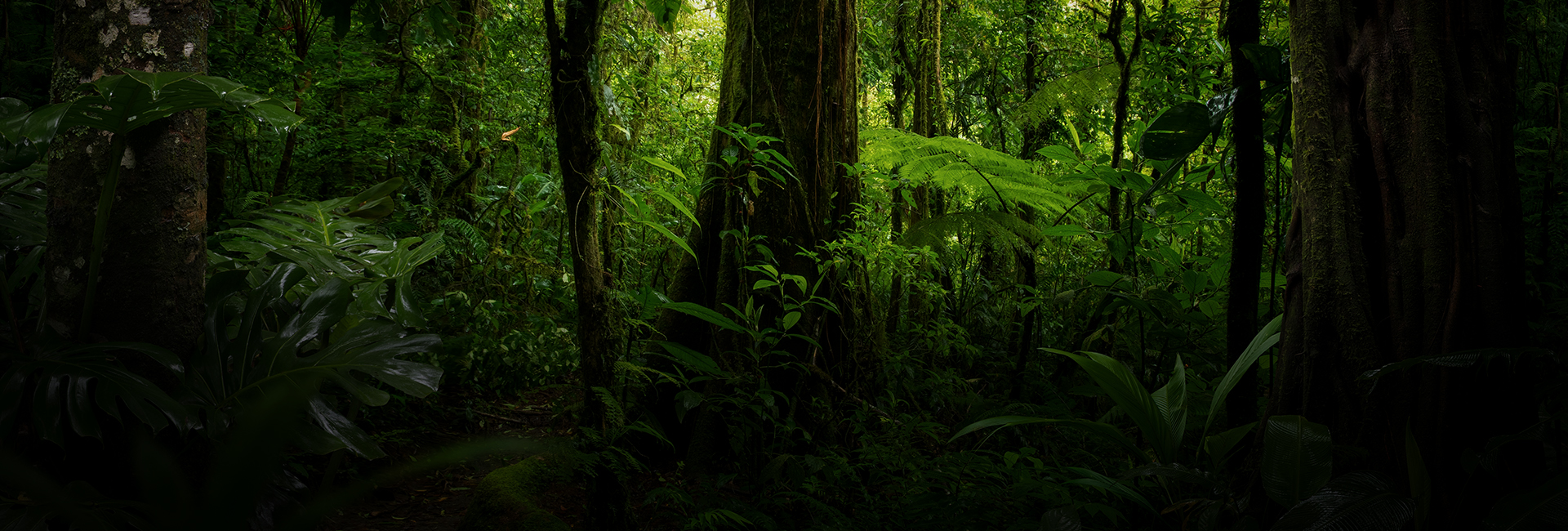 Bats, Snakes, and Sharks: Separating Fear from Fact this Halloween 2024