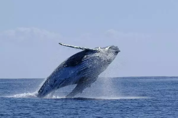 Humpback Whale Breaching