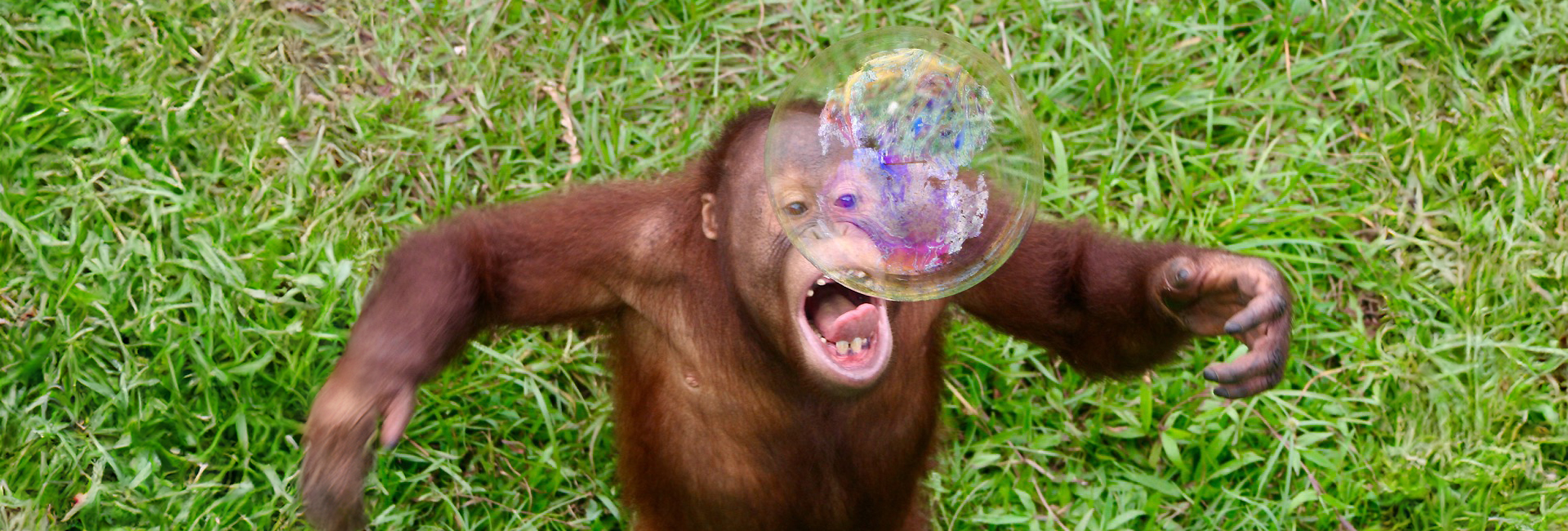 World Orangutan Day 2017!