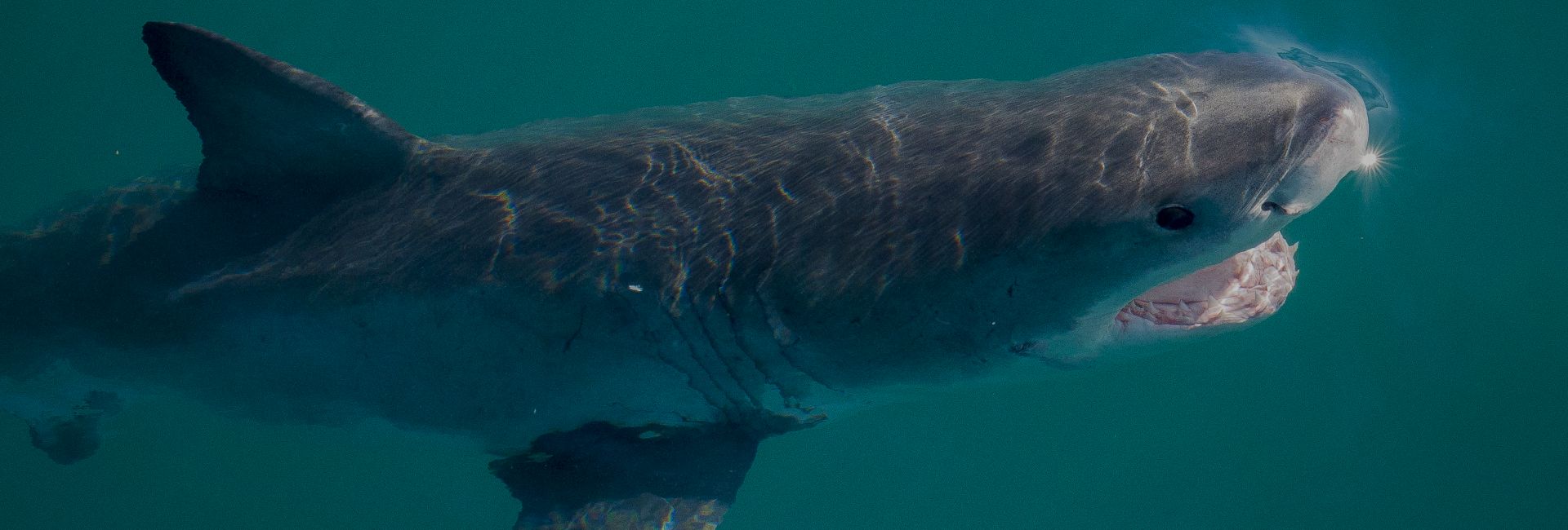 Update: The Great Whites Return To The Cape Waters Following Orca Attacks