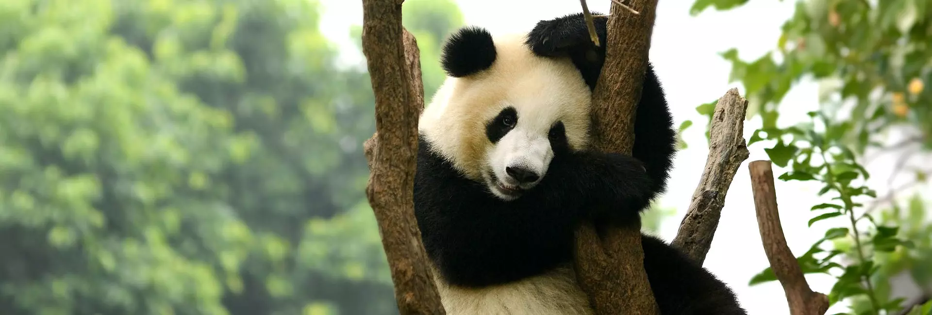 Working With Pandas