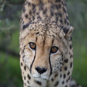 Namibia Wildlife Sanctuary - How It All Began - Interview With The Founders