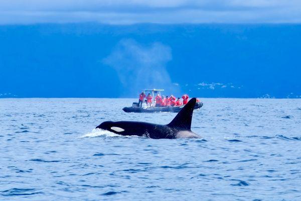 Volunteers Monitoring Whales in the Azores