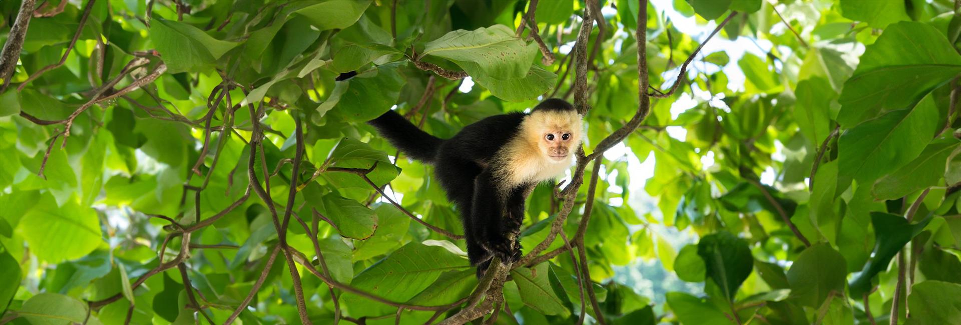 Stop Monkeying Around And Read This Post - It's Monkey Day!