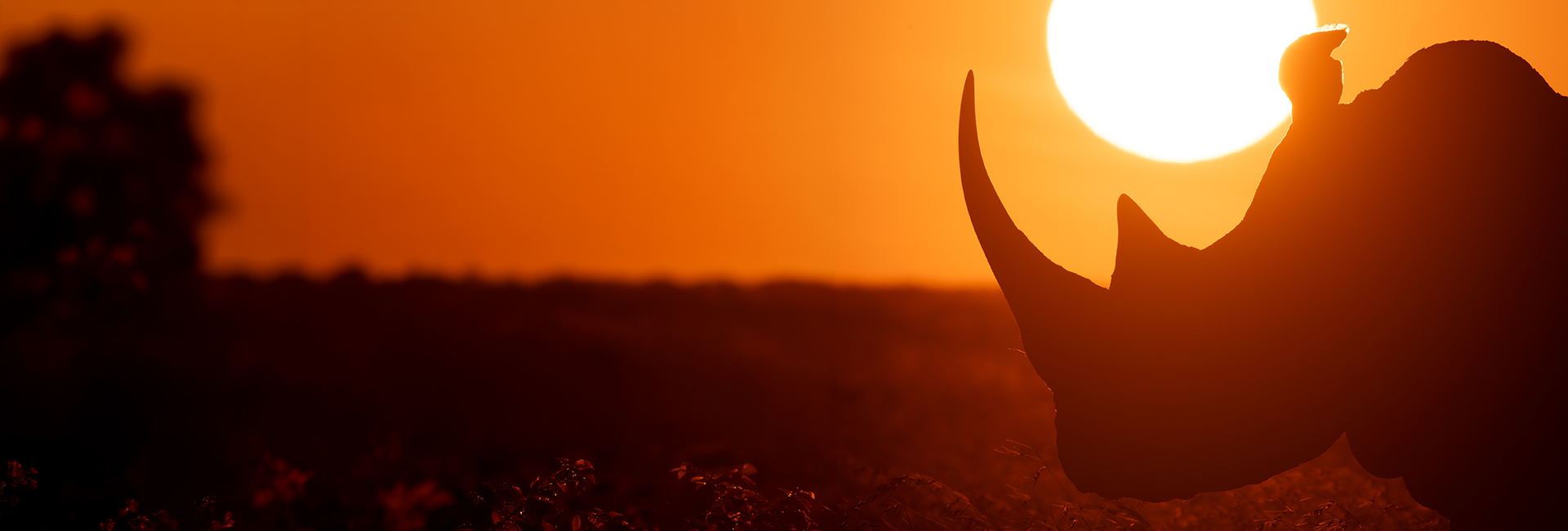 IUCN Red List Explained