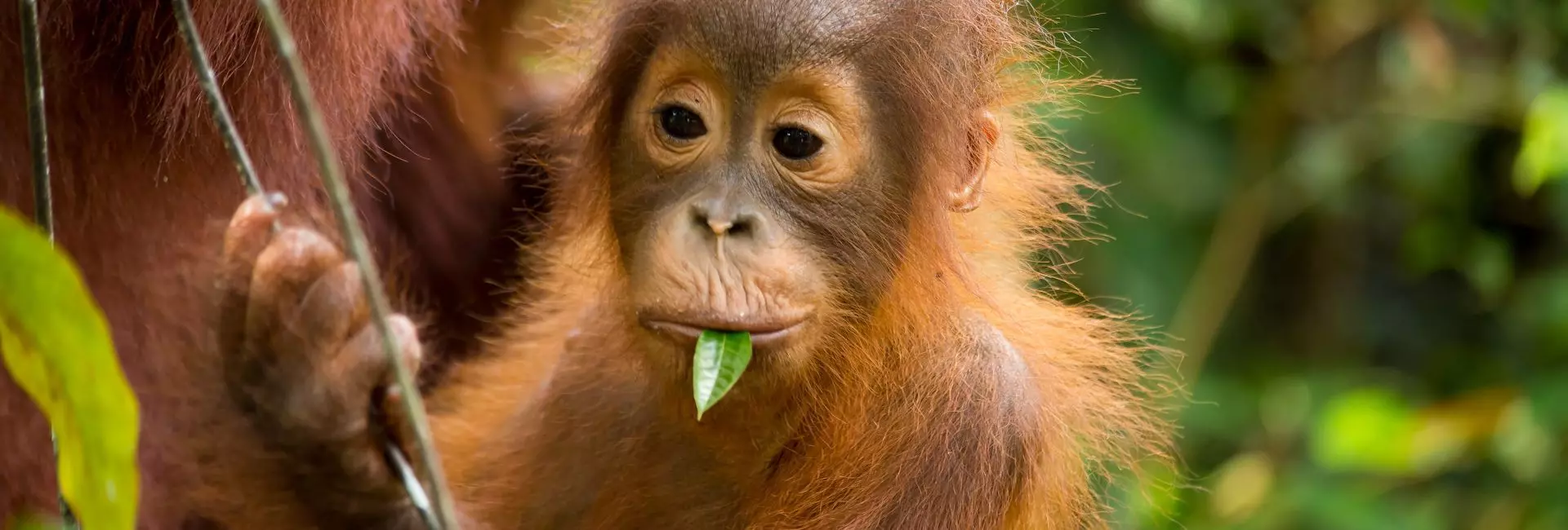 The Baby Orangutans At Samboja Lestari Get A New Home!