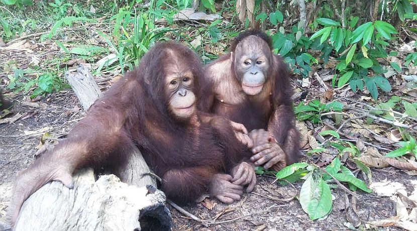 Read Harriet's Story And Learn About This Brave Little Orangutan