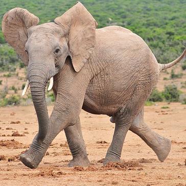 World Elephant Day 2016 - 100 Killed Each Day?
