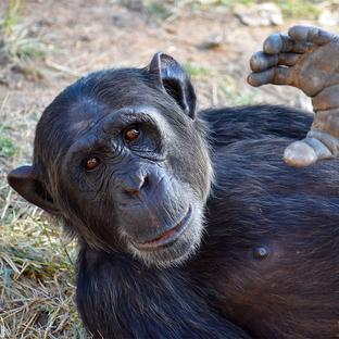 Chimp Eden - The Jane Goodall Institute: Meet the Chimps!