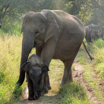 What Are The Volunteer's Plans For The Great Elephant Project This Summer?