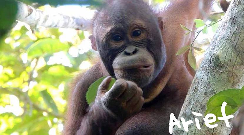 Meet The Five Orangutans Being Released Back Into The Wild!