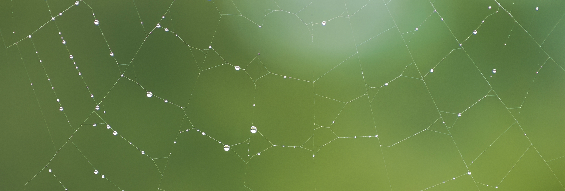 Spiders: Can You Avoid Them While Travelling?