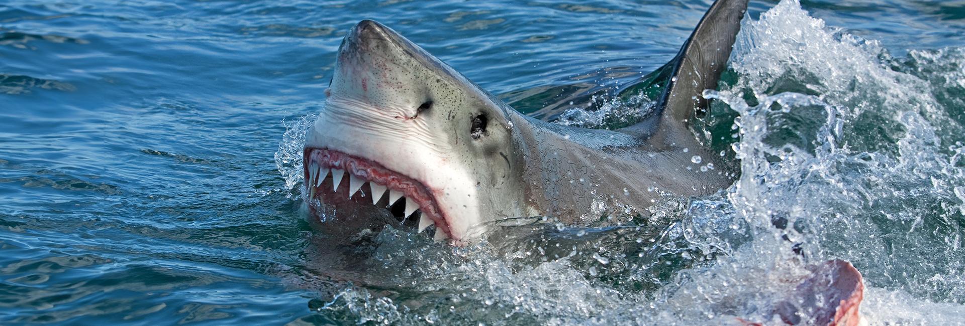 Sharks