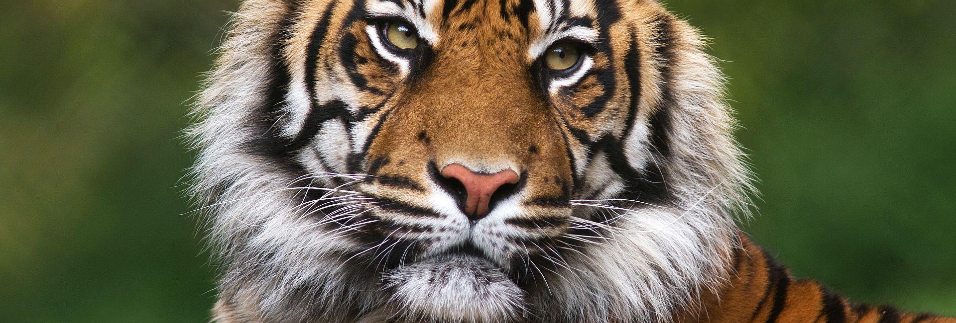 International Tiger Day - Populations Increase By 20% For The First Time in 100 Years, But There Is Still A Way To Go