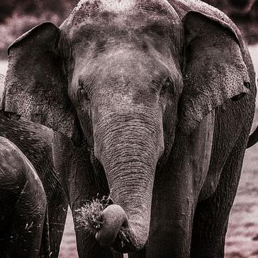 Volunteer Photo Gallery - The Great Elephant Project In Sri Lanka 