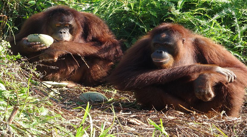 Orangutan Awareness Week 2015
