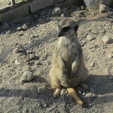Natalie Looks Back At Her Time At The Wildlife Orphanage In South Africa!