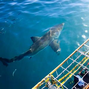 The Great Shark Project