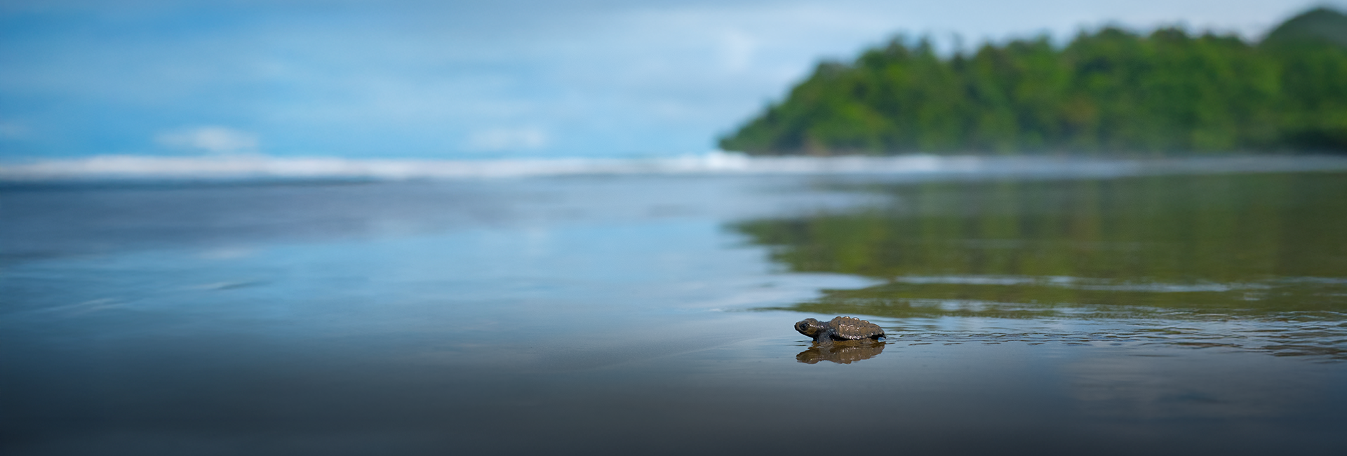 Costa Rica Turtle Conservation Experience