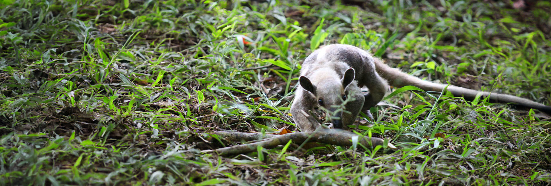 10 Things You Probably Didn't Know About Awesome Anteaters