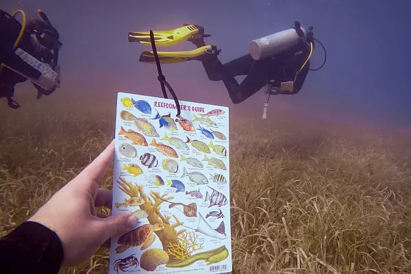 Biodiversity Identification Dives