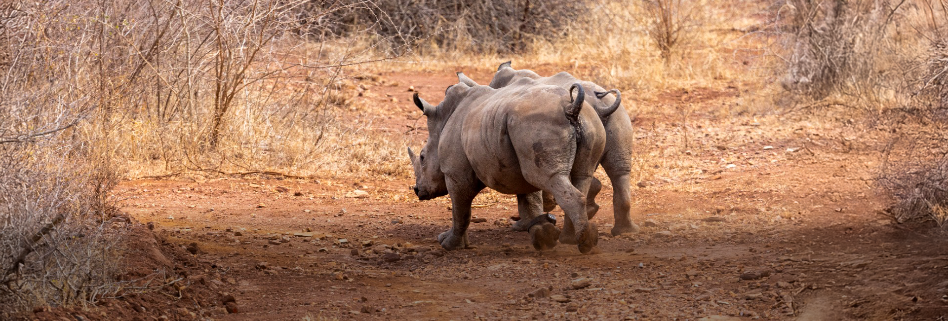 Thriving Rhinos: An Update from The Great Rhino Rescue Missions