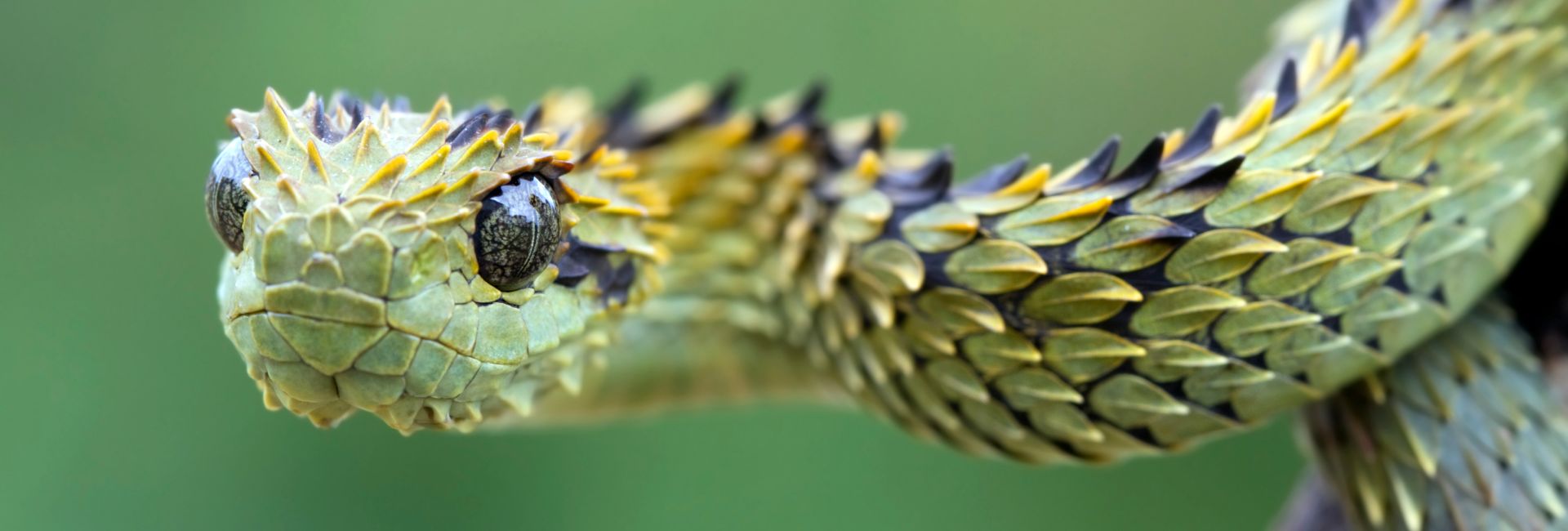World Snake Day - Six Ssstrange Facts!