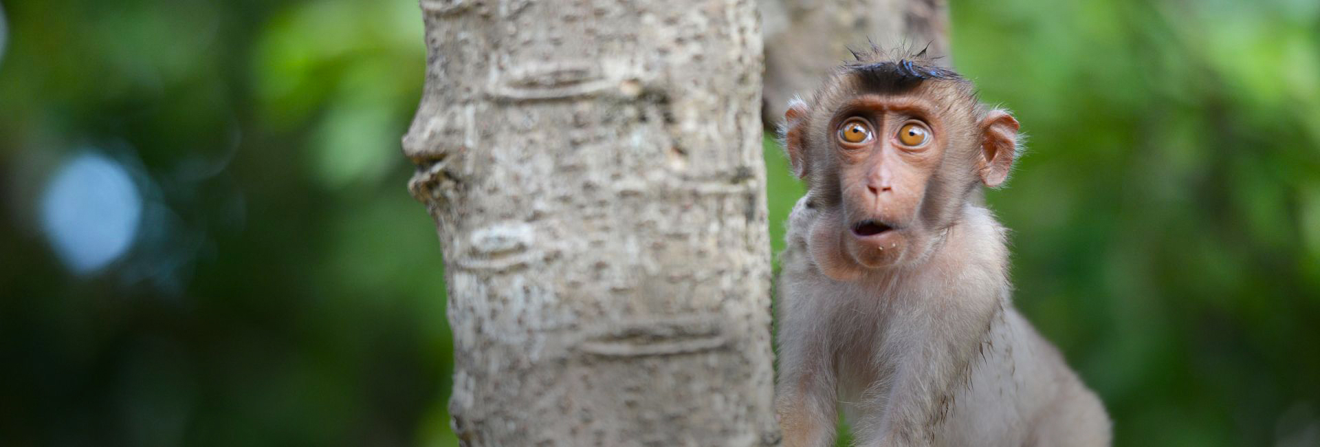 Our Top Cheeky Monkeys!