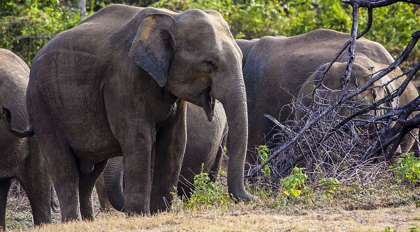 Volunteer Photo Gallery - The Great Elephant Project In Sri Lanka 