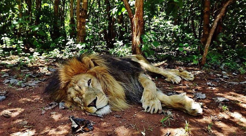 Simba moves to Africa