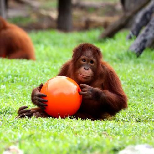 Nyaru Menteng Orangutan Sanctuary