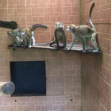 6 New Macaque Monkeys At Matang & A Chance To See Their New Home Volunteers Are Helping To Build!