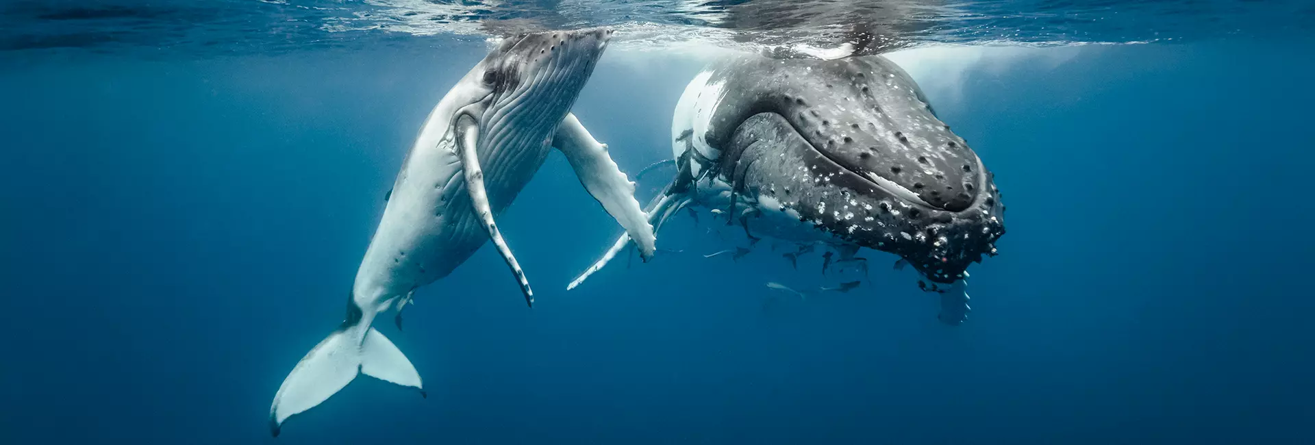 The 10 Best and Worst Mothers in the Animal Kingdom on Mother's Day