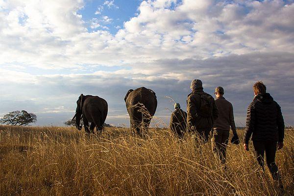 Walking with the elephants