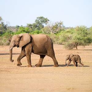 The 10 Best and Worst Mothers in the Animal Kingdom on Mother's Day 
