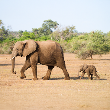 The 10 Best and Worst Mothers in the Animal Kingdom on Mother's Day 
