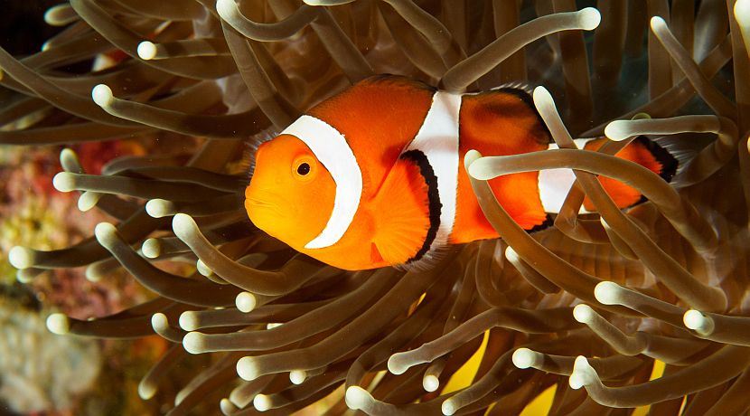 The Exotic Pet Trade - Why Is It Allowed To Continue? An Expert Takes A Look.