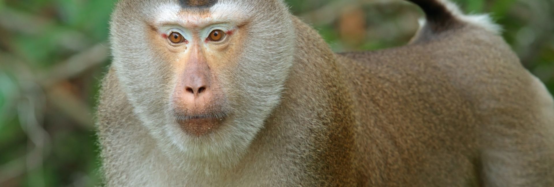 Which Other Animals Will You See At The Great Orangutan Project?